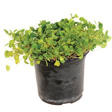 Image result for Falkia