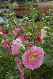 Image result for Alcea rosea