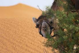 Female tourist on a camel ride, popular tour in turkey and egypt. Erg Chigaga Luxury Desert Camp Morocco Desert Camels One Hump Or Two