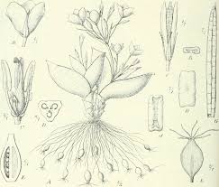 Image result for Anthericopsis sepalosa