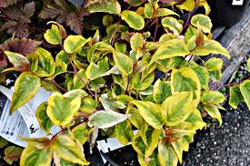 The Outlaw Gardener: Valley Nursery, Another Saturday with Alison.