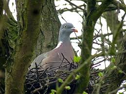 If you have problems with pigeons infesting your roof, attic or other, please visit the article: How To Keep Pigeons Away From Your Garden 24 7 Pest Control Uk
