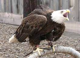Brit Spaugh Zoo Great Bend Ks Great Bend Kansas Zoo Trip Advisor
