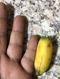 Pisang cavendish dalam dunia agrikultur modern banyak dikembangbiakan menggunakan metode kultur jaringan. Banana Suria Helang Lui