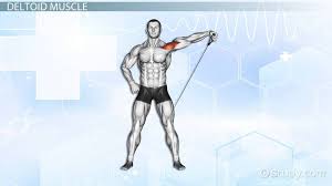 Deltoid Muscle Origin Insertion Action