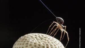 Kontinent gibt es während in mitteleuropa spinnen meist nur als lästig und unästhetisch empfunden werden, obwohl. Spinnen Die Elektrostatische Kraft Ist Mit Ihnen Spektrum Der Wissenschaft