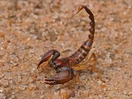 If your looking to treat yourself and spend a little bit of that refund on. Danger Of Tarantula Bites And Scorpion Stings