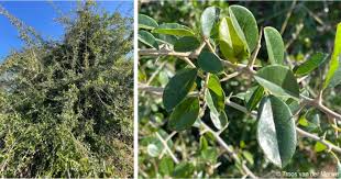 Image result for Maclura africana