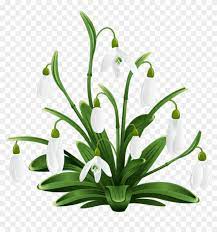 Free Png Download Snowdrops Transparent Png Images Snow Drops Clip Art Png Download 850x833 600516 Pngfind