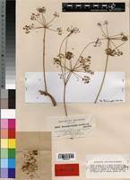 Image result for Steganotaenia