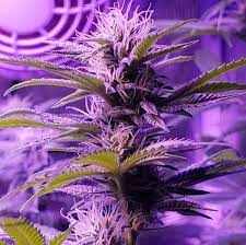 The p300 does not consume 300 watts, but it is equivalent to a 300 watt hid light. Mars Hydro 300w Led Review A Small But Mighty Grow Light For Noobs