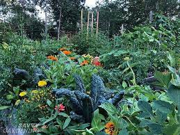 4x8 Raised Bed Vegetable Garden Layout Ideas What To Sow And Grow You Need To U Vegetable Garden Raised Beds Raised Bed Vegetable Garden Layout Garden Layout