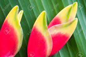 Hanging Heliconia Flower Earrings Best Flower Wallpaper