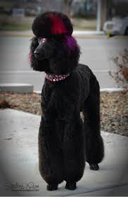 Deja Vu Poodlepups Black Standard Poodle Poodle Puppy Standard Poodle