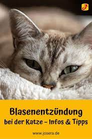 blasenentzundung bei ihrer katze wie konnen sie helfen in 2021 katzen katzen infos blasenentzundung