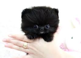 Molas Co Cute Dogs Cute Baby Animals Teacup Puppies