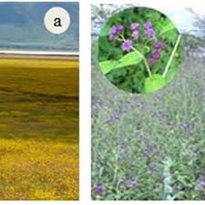 Image result for Bidens schimperi