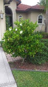 Miami Supreme Gardenia In Our Opinion The Best Variety Of Gardenia In South Florida Large W Front Yard Landscaping Florida Landscaping Florida Plants