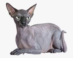 From cosmetic defects to pyoderma. 3d Sphynx Cat Black Rigged Cgtrader