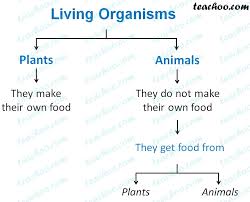 The only way to get this energy is through food. How Do Plants Animals Humans Get Food Teachoo Concepts