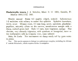 Image result for Fimbristylis scabrida