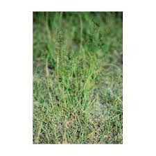 Image result for Agrostis taylorii