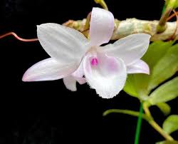 Mà đã nói đến hàng đột biến thì có phải là lan cùi, lan vớ vẩn nó cũng có giá chứ đừng nói đến phi điệp, một loại lan có thể nói là đang có giá đắt nhất việt nam nhưng liệu có đáng 7 tỷ. Chuyen Gia Sinh Há»c Nong Nghiá»‡p CÅ©ng Choang Vang Vi Giao Dá»‹ch Lan Ä'á»™t Biáº¿n Gia Tren Trá»i Khá»§ng Nháº¥t 250 Tá»·