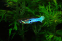 Your email address will not be published. Endler Guppy Wildguppy Und Seine Varianten Hessen Leopardgeckos