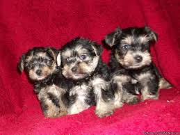 The snorkie is cute, so what else sets it apart from other puppies? Ckc Mini Snorkie Puppies Price 350 00 For Sale In Pelzer Indiana Best Pets Online
