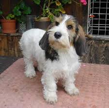 Image result for malý vendéeský hrubosrstý honič