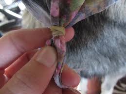 Check out these stylish yet simple dog bandana tutorials. How To Make A Bandana For Your Dog In 10 Minutes Playbarkrun