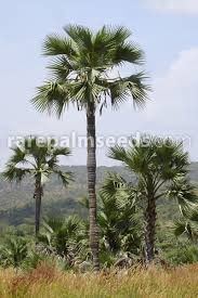 Image result for Borassus