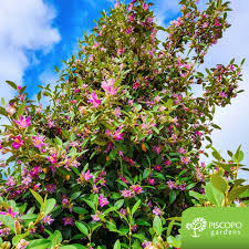 Image result for Lagunaria patersonia