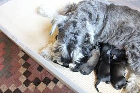 For sale is a tour ep by say anything. Belmont Boutique Miniature Schnauzers Home Facebook