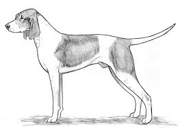 La tête présente un crâne légèrement bombé et une protubérance occipitale à peine marquée. Breed Standards Francais Blanc Et Orange United Kennel Club Ukc