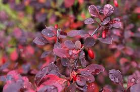 Image result for Berberis