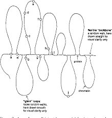 In some speaking exams you have to talk about photos or pictures. Figure 8 From Evidence For The Organization Of Chromatin In Megabase Pair Sized Loops Arranged Along A Random Walk Path In The Human G0 G1 Interphase Nucleus Semantic Scholar