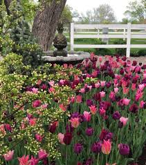 Pin By Katelyn Smoger On New House Spring Bulbs Garden Beautiful Flowers Garden Bulbs Garden Design