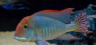 10 Best Freshwater Aquarium Fish Tropical Fish Hobbyist Magazine