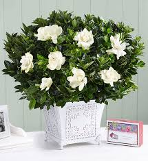 Image result for Gardenia