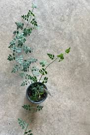 Image result for Jasminum grandiflorum