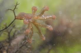 Rot biota, rike animalia, stam cnidaria, klass staurozoa, ordning stauromedusae, familj kishinouyeidae, släkte lucernariopsis. Stalked Jellyfish In A Rockpool Observation Uk And Ireland Ispot