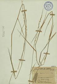 Image result for Acroceras macrum