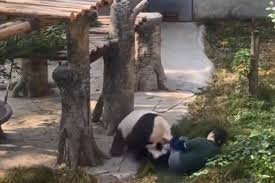 Panda-monium! Giant panda chases, attacks Chongqing Zoo keeper as visitors  scream - Asia News NetworkAsia News Network