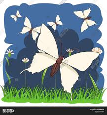 Blue, black, yellow, green and violet color. White Butterflies Image Photo Free Trial Bigstock