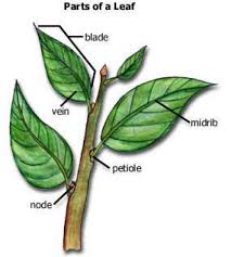 Labeled Diagram Of A Leaf Parts Of A Plant Leaves Trees To Plant