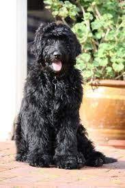Newfypoo Breed Dog Puppies For Sale Puppy Poodle Mix Dogs Unique Dog Breeds