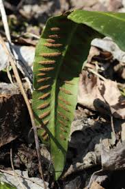 Image result for Asplenium uschiae