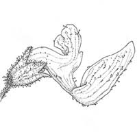 Image result for Coleus kapatensis