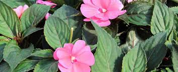 Image result for Impatiens keilii